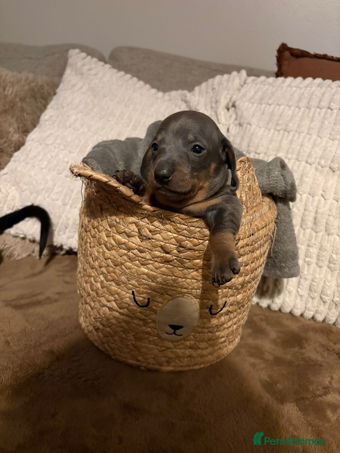 Miniature Dachshund dogs for sale: Miniature dachshund puppies forsale - Advert 20