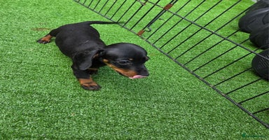 Miniature Dachshund dogs - Advert 7