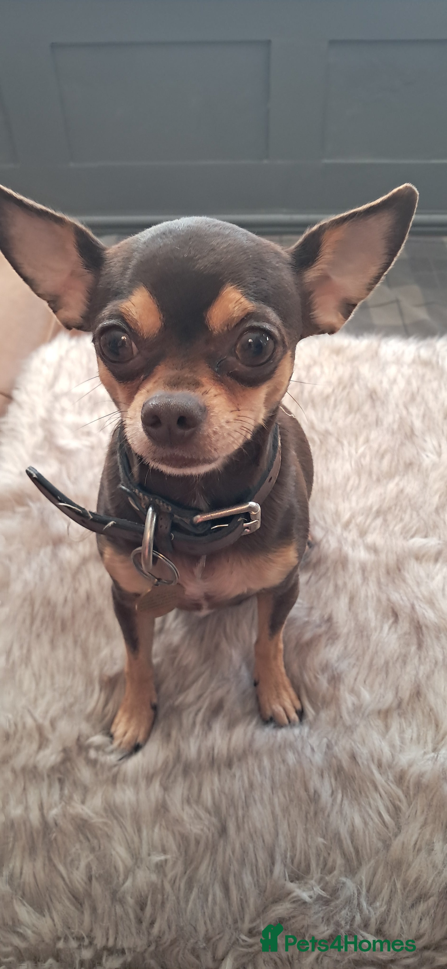 Mixed Breed dogs Beautiful Babies  - Advert 2