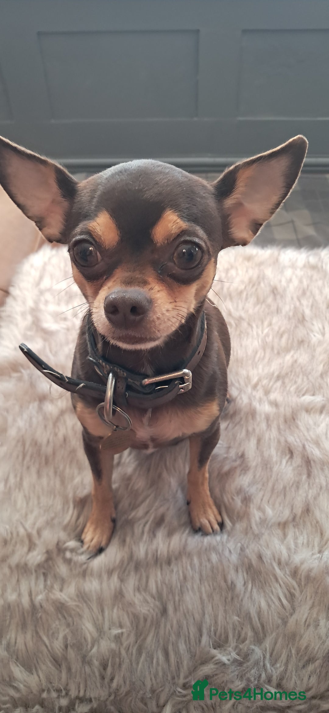 Mixed Breed dogs for sale: Beautiful Babies  - Advert 1