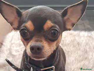 Mixed Breed dogs Beautiful Babies - Advert 7