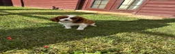 Cavalier King Charles Spaniel dogs for sale: Cavalier King Cha - Advert 8