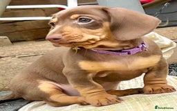 Miniature Dachshund dogs for sale: KC Miniature Dachshund - Image 9