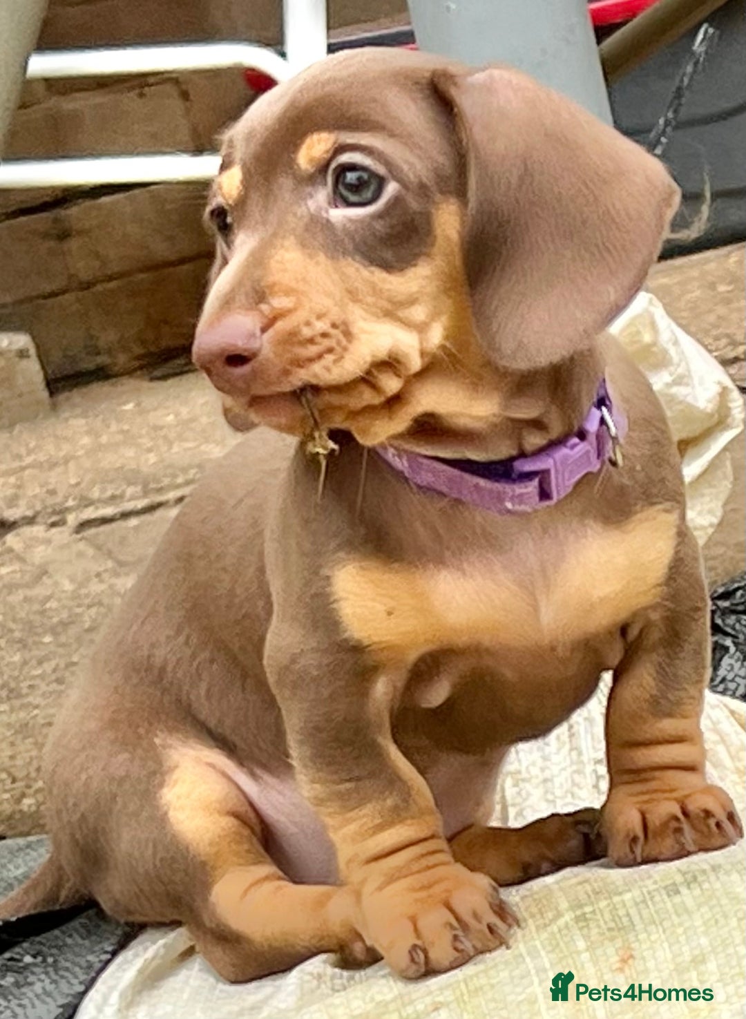 Miniature Dachshund dogs for sale: KC Miniature Dachshund - Image 9