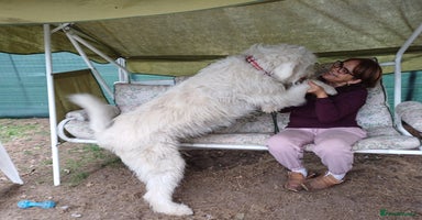 Mixed Breed dogs - Advert 2