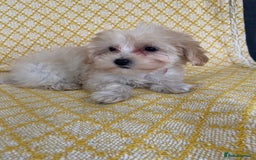 Maltipoo dogs for sale: WAITING LIST NOW OPEN Beautiful h/tested maltipoos - Image 11