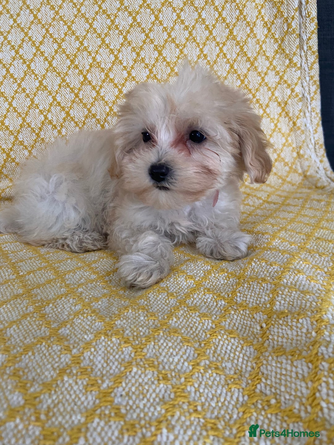 Maltipoo dogs for sale: WAITING LIST NOW OPEN Beautiful h/tested maltipoos - Image 11