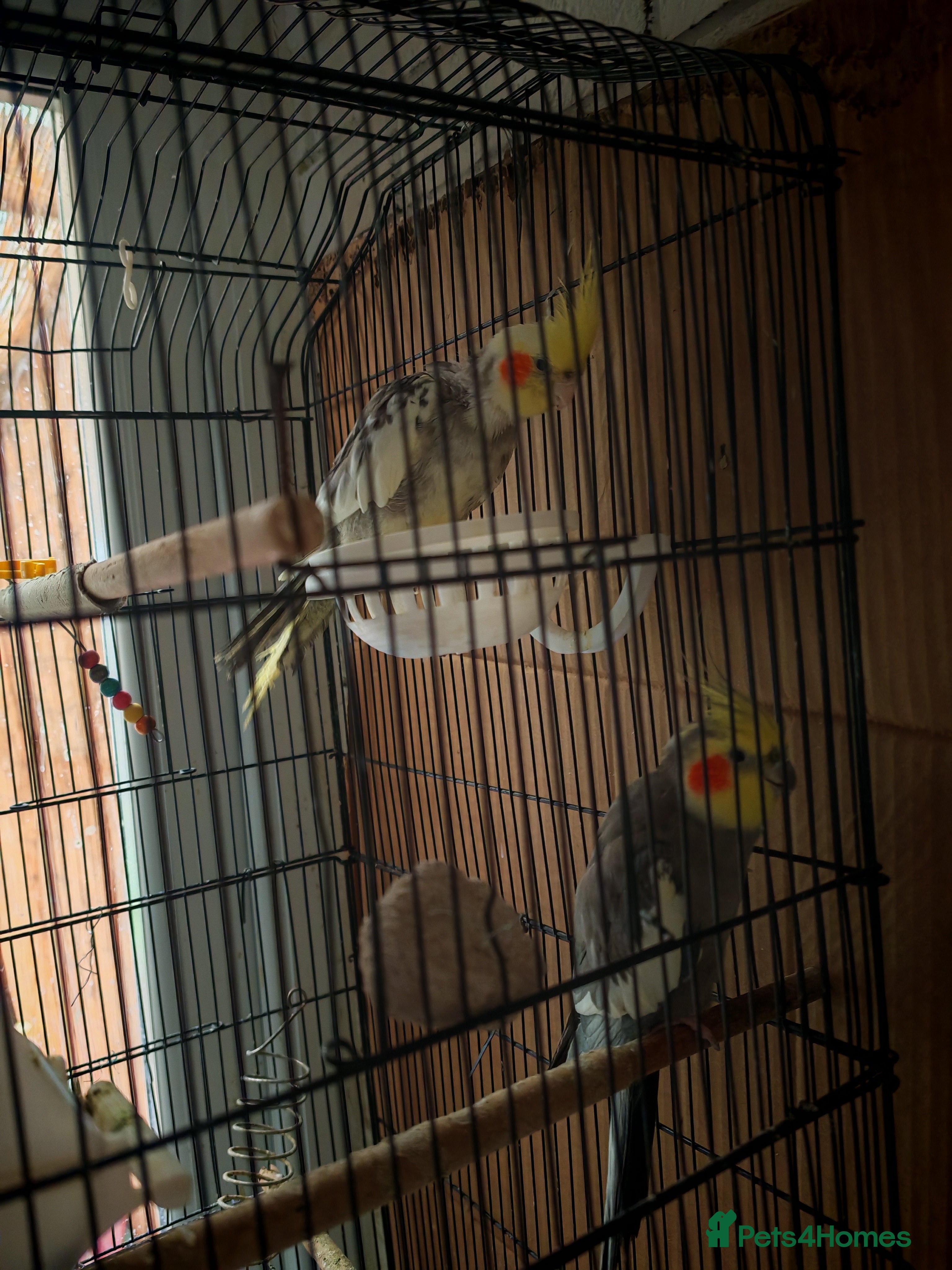 Cockatiels birds 2 x male cockatiels for sale - Advert 19