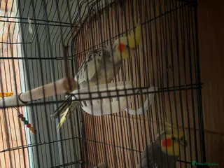 Cockatiels birds 2 x male cockatiels for sale - Advert 19