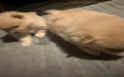 Pomeranian dogs for sale: Two Male Pomeranian’s!  - Advert 10