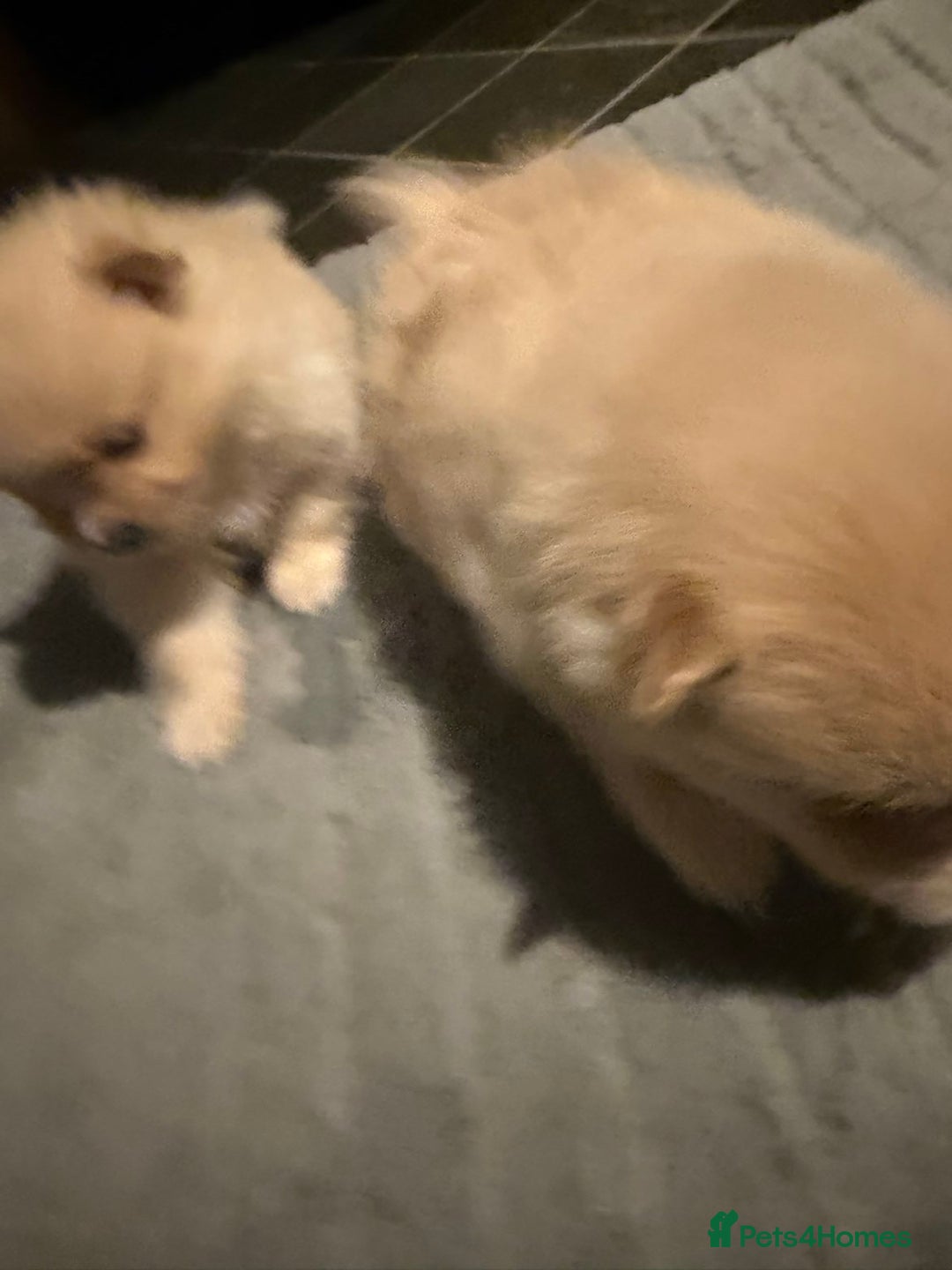 Pomeranian dogs for sale: Two Male Pomeranian’s!  - Advert 10