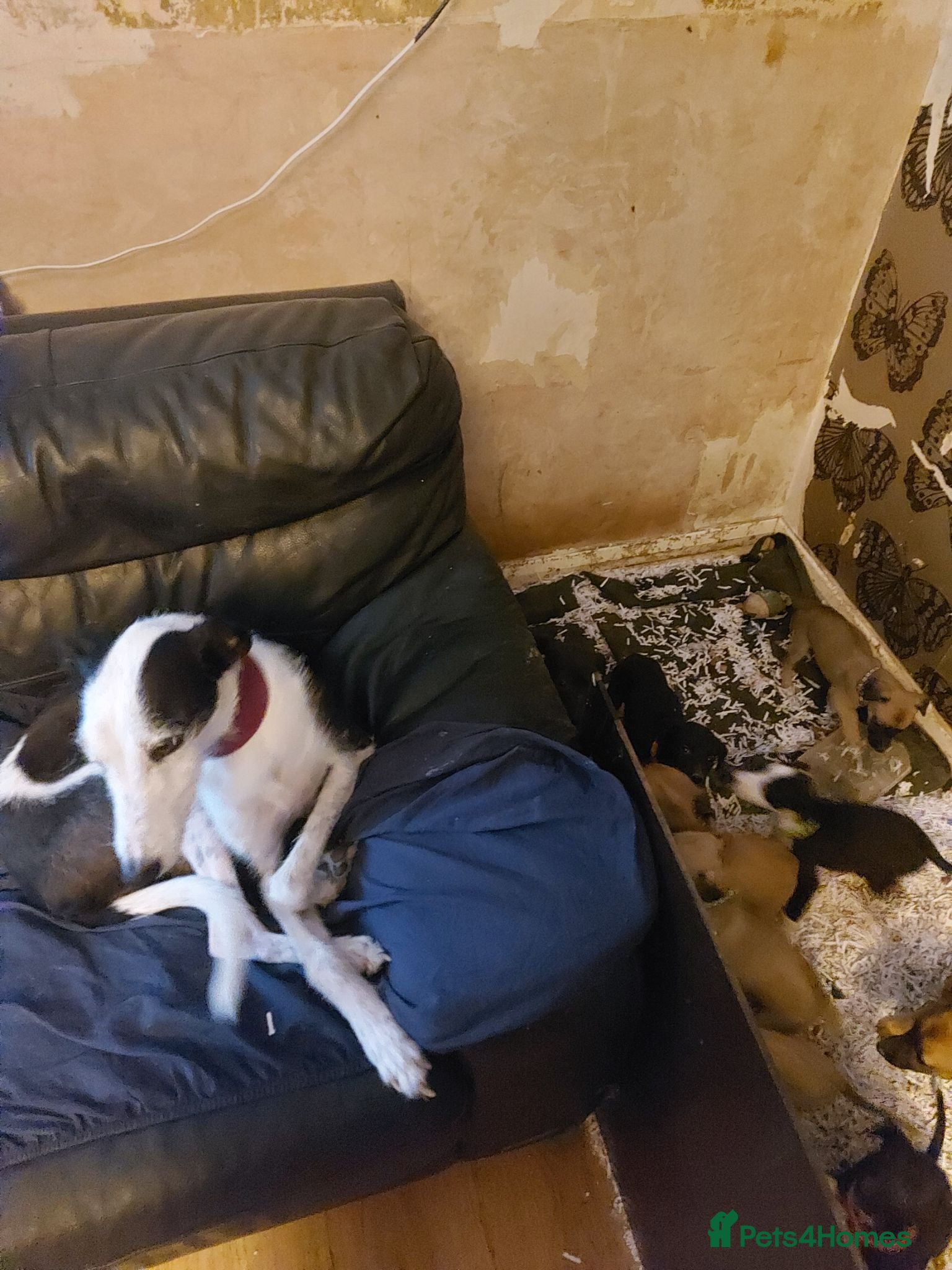 Mixed Breed dogs 4 BEAUTIFUL MALE LURCHER PUPS READY NOW - Advert 1