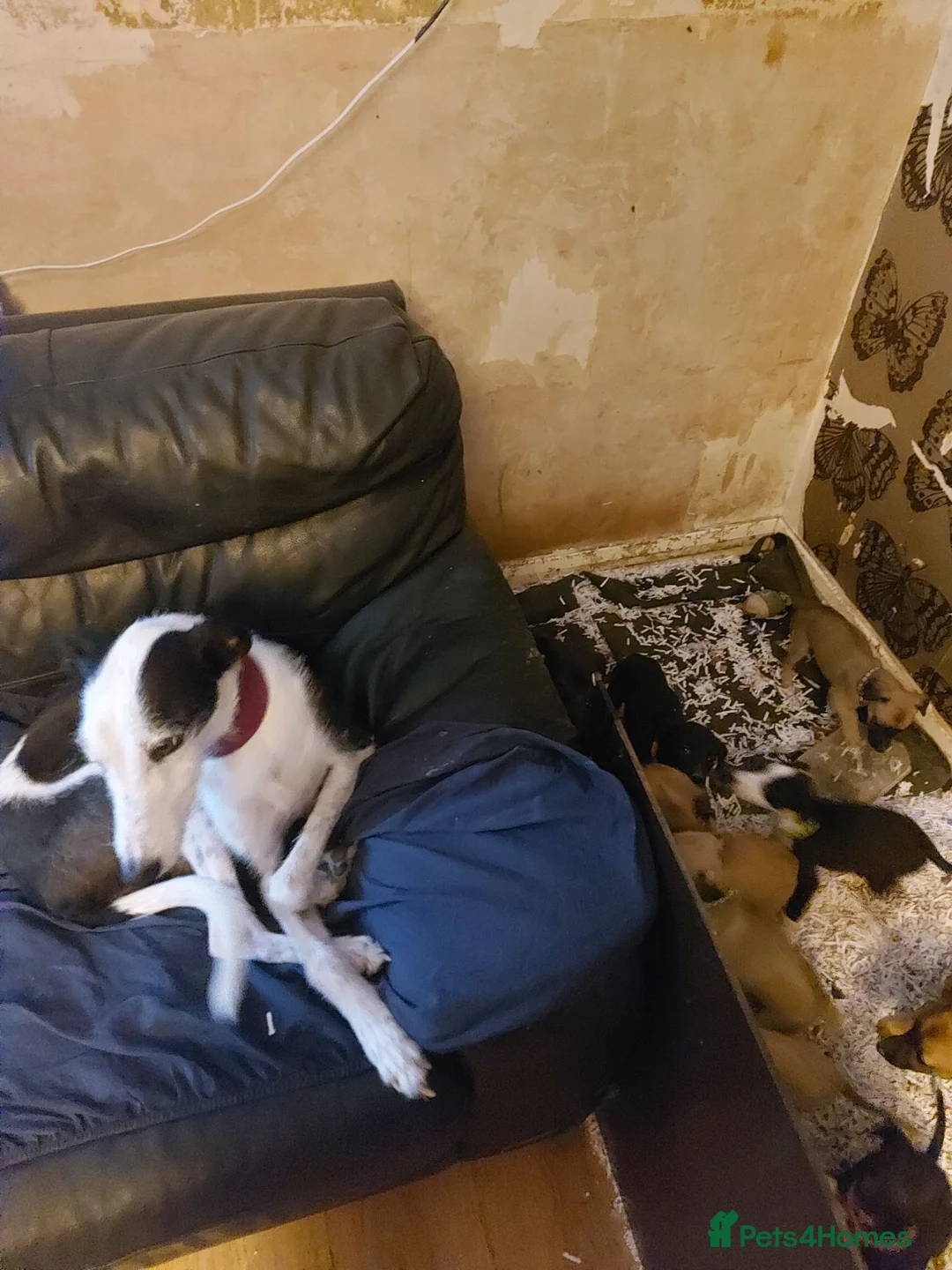 Mixed Breed dogs for sale: 4 BEAUTIFUL MALE LURCHER PUPS READY NOW - Advert 1