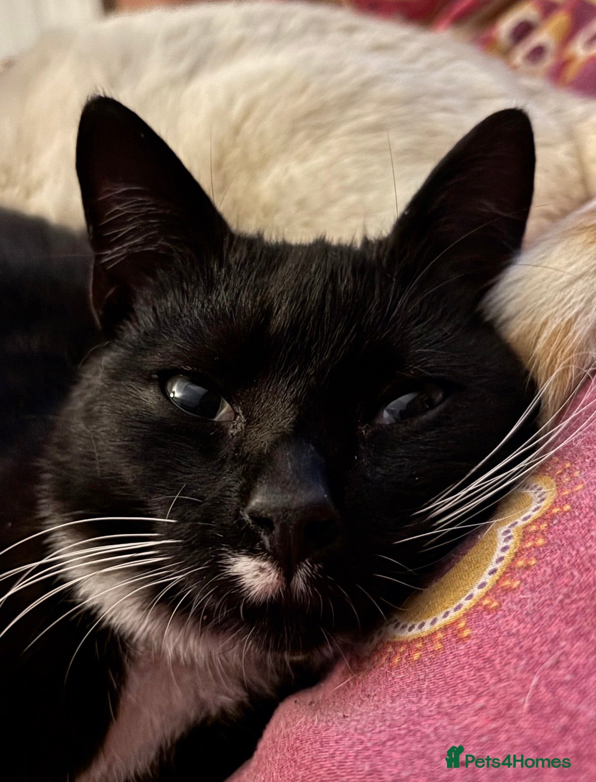 Mixed Breed cats Sphynx x Tuxedo Tom Cat *FREE+ - Advert 1