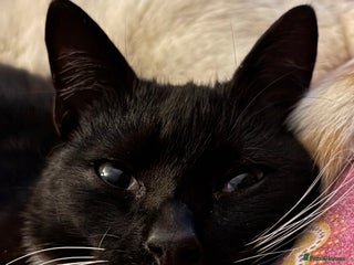 Mixed Breed cats Sphynx x Tuxedo Tom Cat *FREE+ - Advert 5