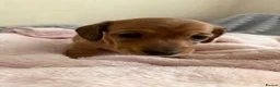 Miniature Dachshund dogs for sale: 5 beautiful miniature dachshund  - Advert 32