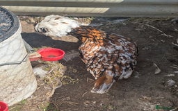 Chickens poultry for sale: Chickens hens polish baby young bantam  in Wimborne - Image 22