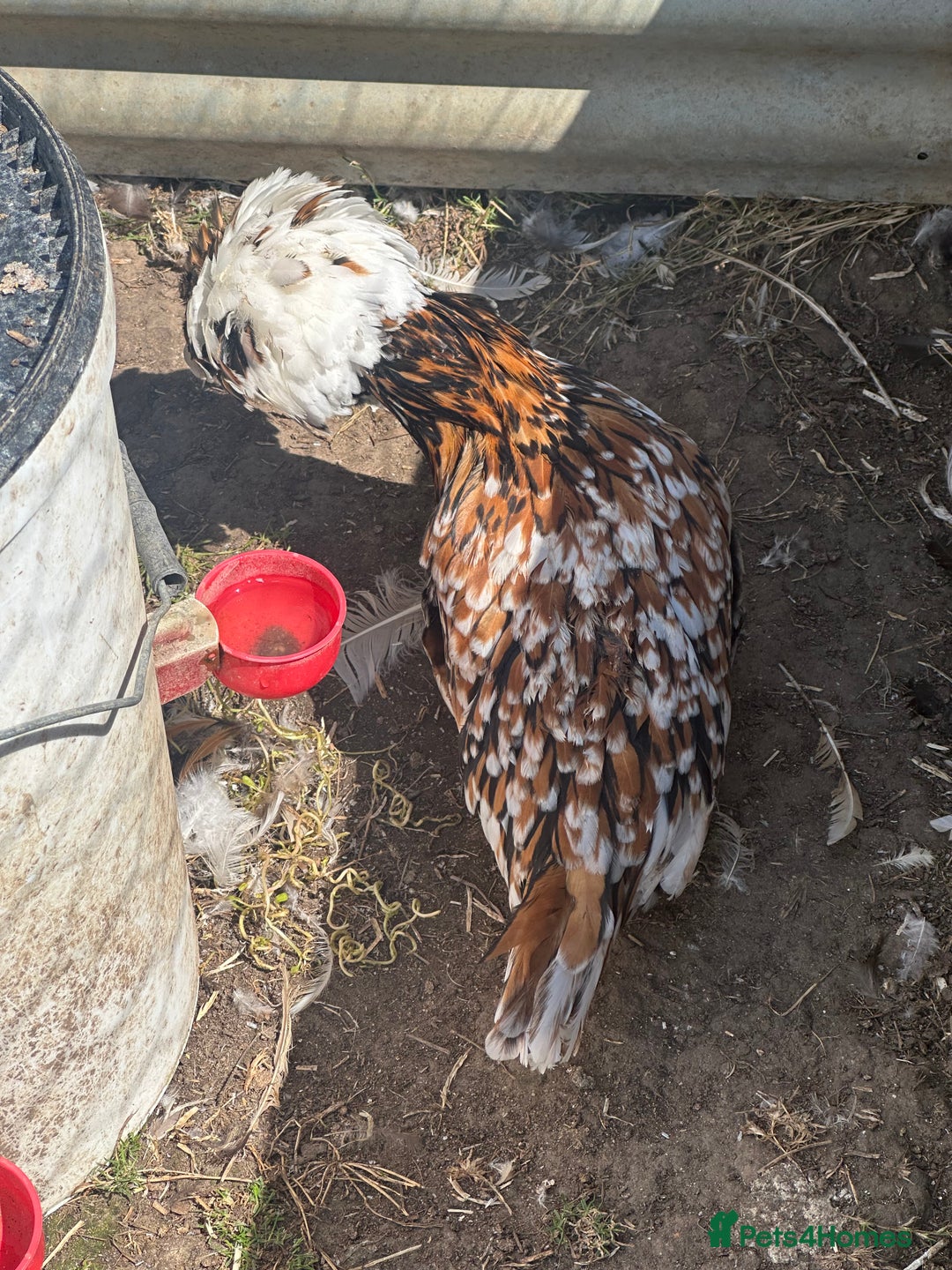 Chickens poultry for sale: Chickens hens polish baby young bantam  in Wimborne - Image 22