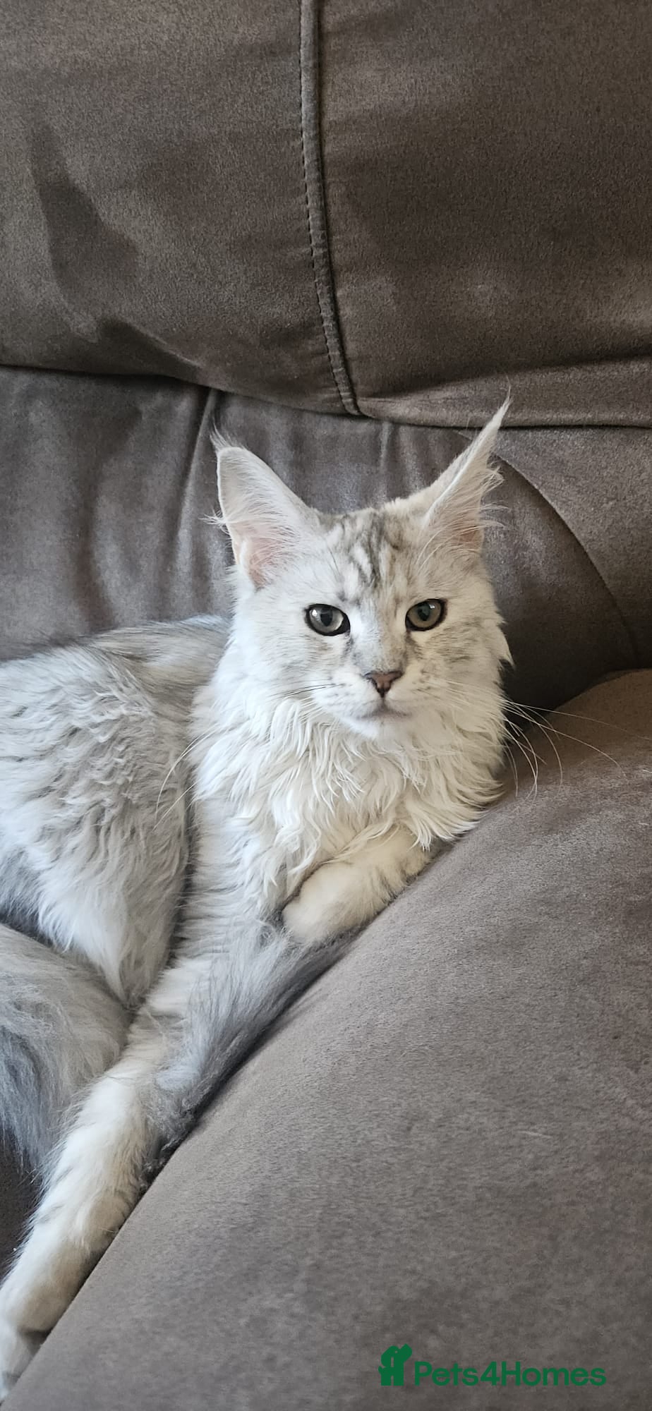 Maine Coon cats Tica Registered Maine Coon Kittens - Advert 14