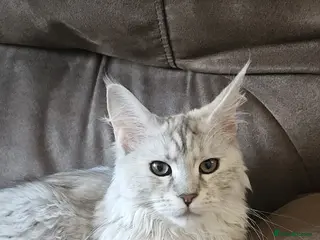 Maine Coon cats Tica Registered Maine Coon Kittens - Advert 14