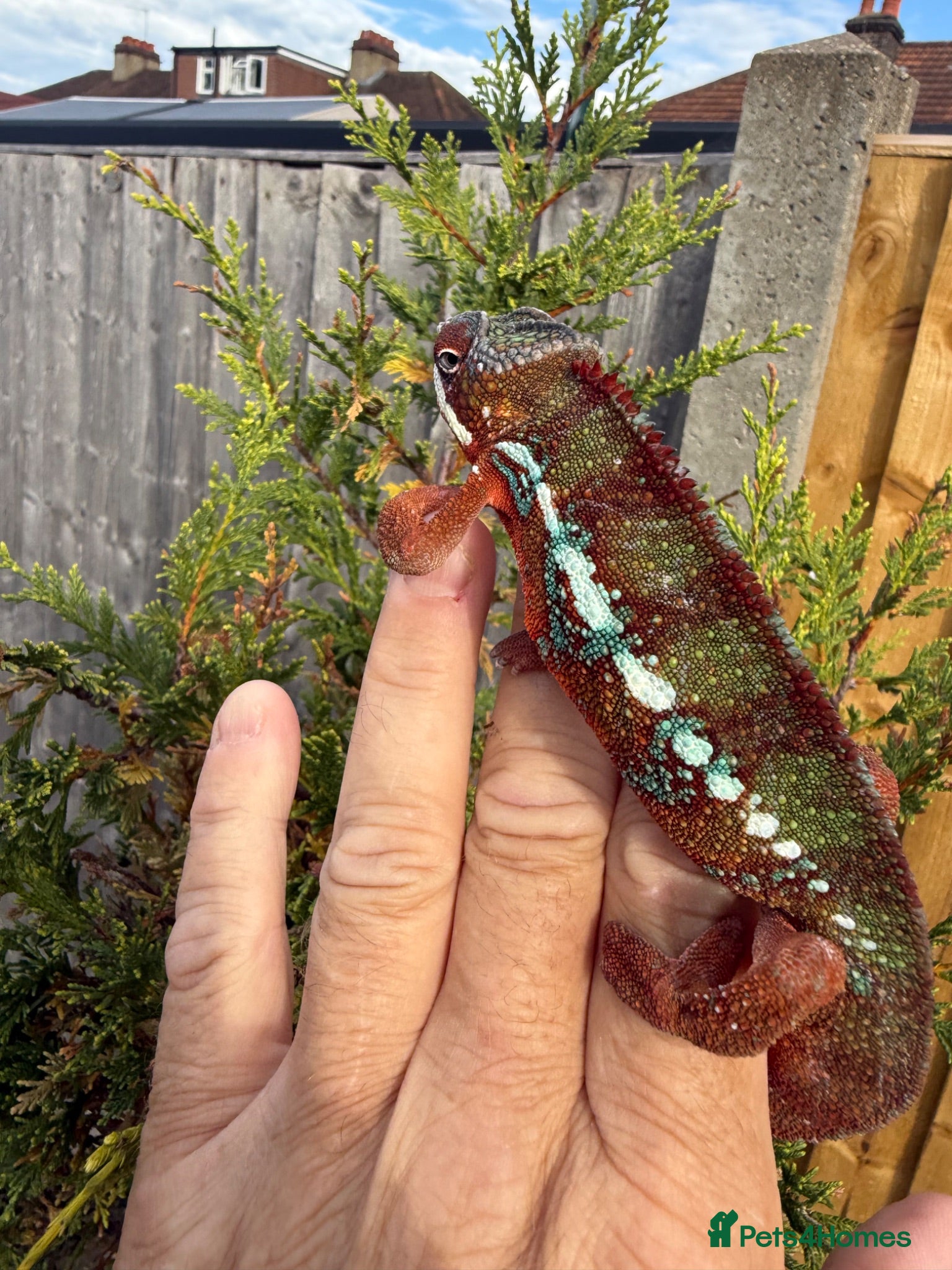 Chameleon reptiles Panther Chameleon F1 from Germany  - Advert 1
