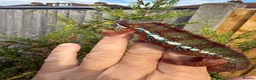 Chameleon reptiles for sale: Panther Chameleon F1 from Germany  - Advert 1