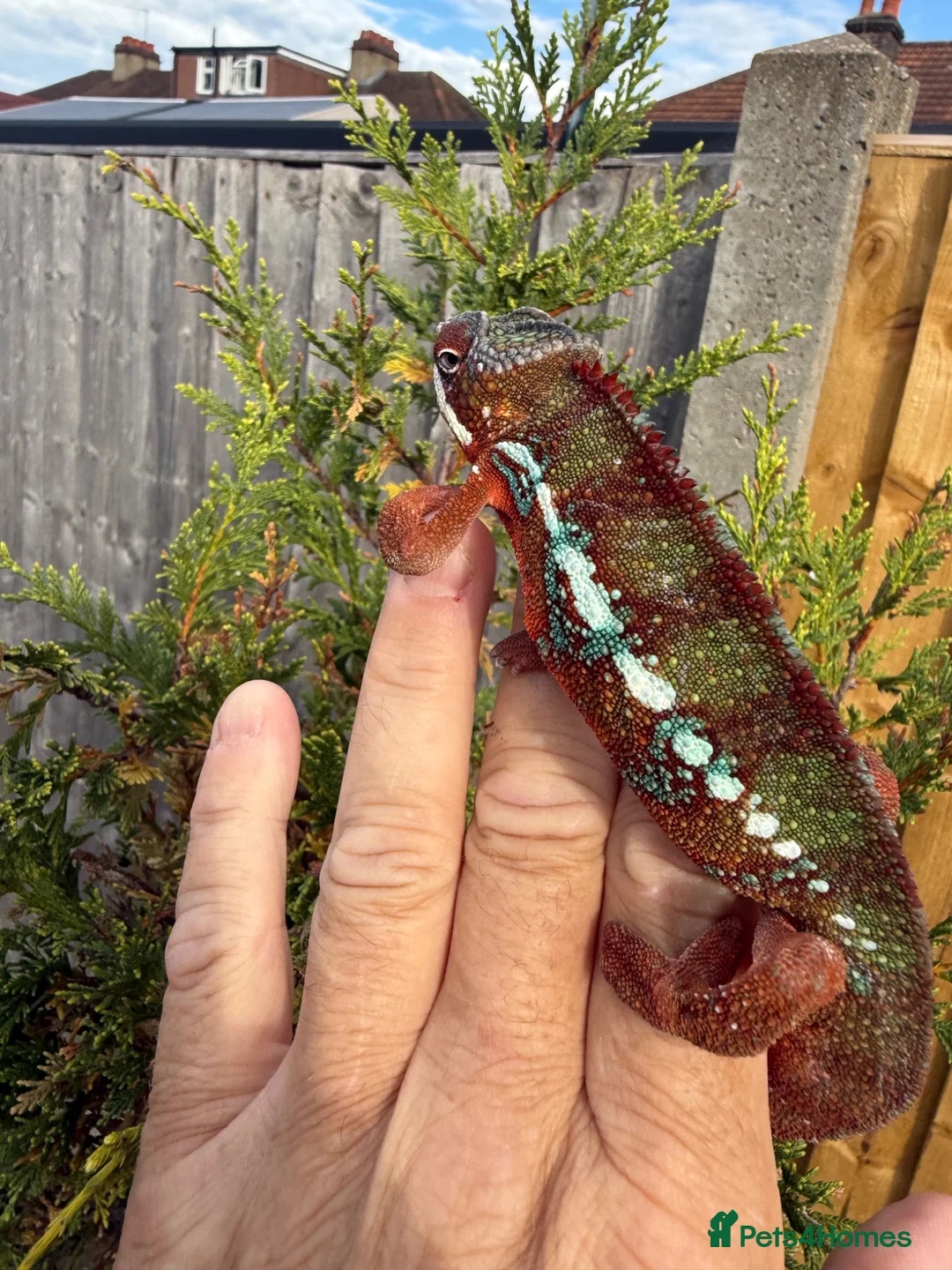 Chameleon reptiles for sale: Panther Chameleon F1 from Germany  - Advert 1