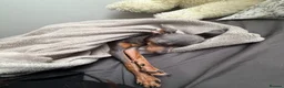 Russian Toy Terrier dogs for sale: Beautiful Russian Toy Girl – 8 Months Old - Advert 2