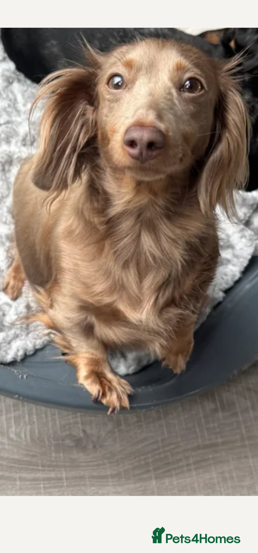 Miniature Dachshund dogs for sale: Isabella & Tan Long Haired Miniature Dachshunds - Advert 2