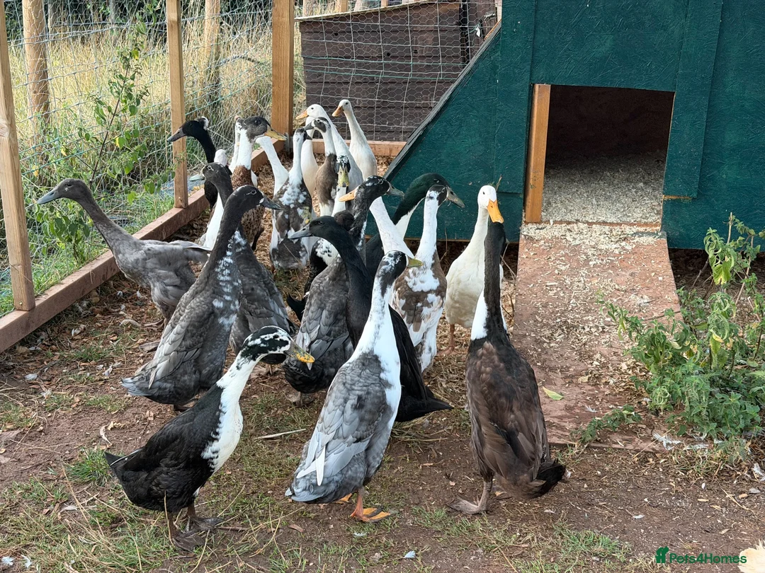 Ducks poultry for sale: Runner ducks available mixed ages and genders - Advert 2