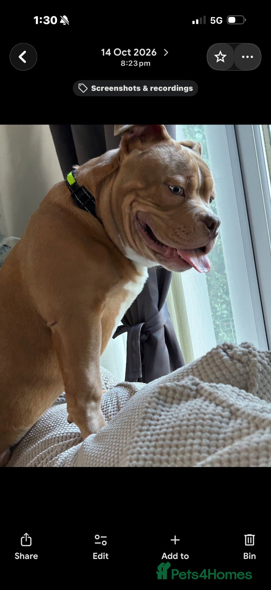 Mixed Breed dogs for sale: Standard Bully - Advert 3