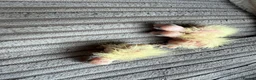 Cockatiels birds for sale: Baby cockatiels. ONLY ONE LEFT NOW be quick  in Chester - Advert 6