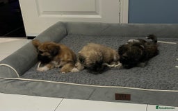 Lhasa Apso dogs for sale: Lhasa Apso Puppie’s ready 2-08-25 - Image 6