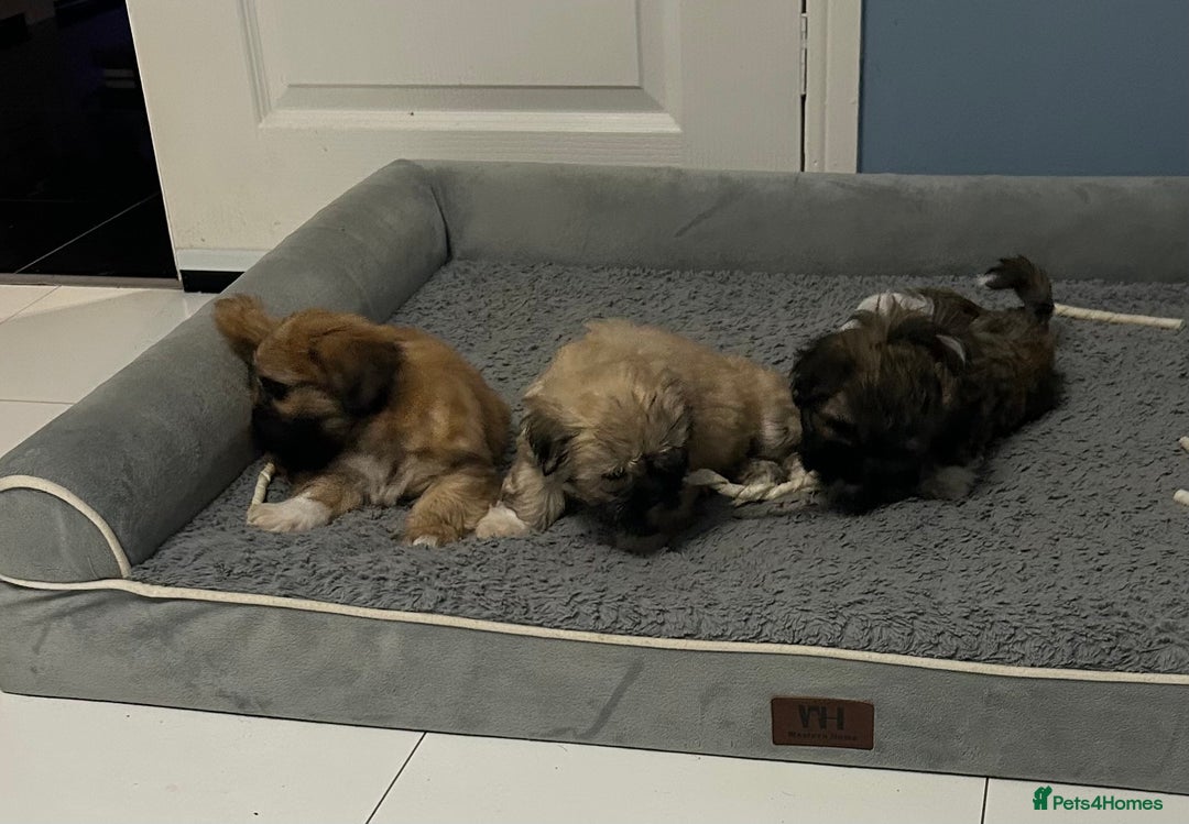 Lhasa Apso dogs for sale: Lhasa Apso Puppie’s ready 2-08-25 - Image 6