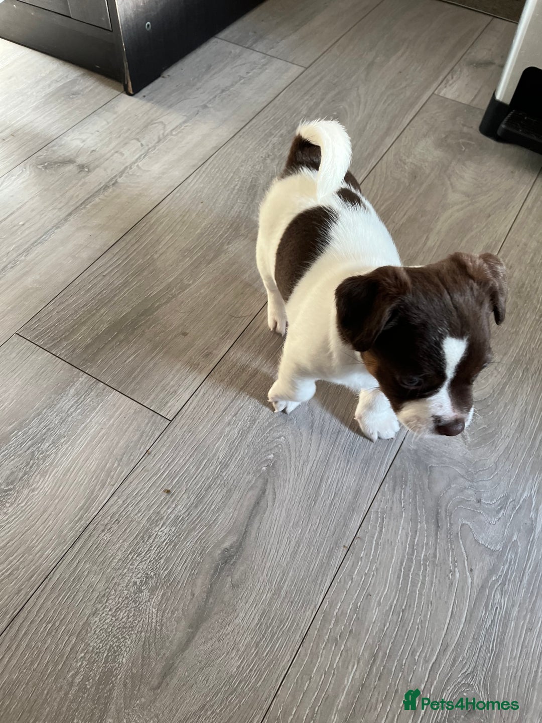 Jack Russell dogs for sale: Jack Russel  - Advert 3