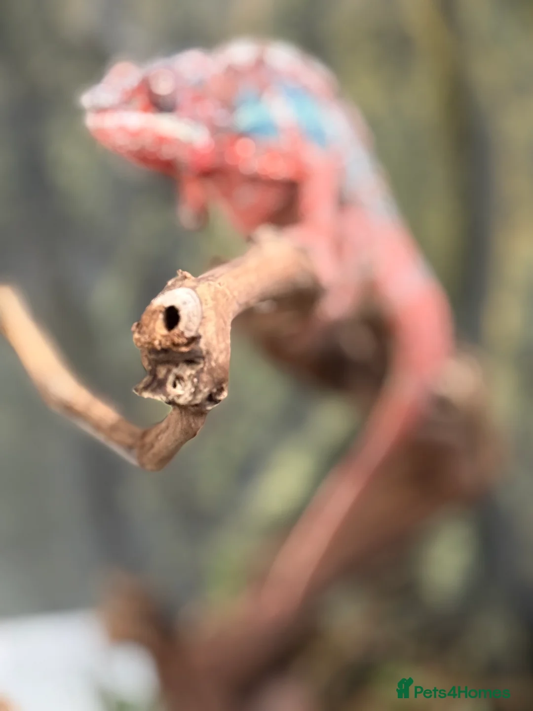 Chameleon reptiles for sale: Chameleons ambilobe - Advert 27