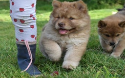 Chow Chow dogs for sale: Genuine Teddy Bear Chowski Puppies - Image 17