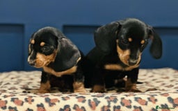 Miniature Dachshund dogs for sale: Short Haired Miniature Dachshunds - Image 4