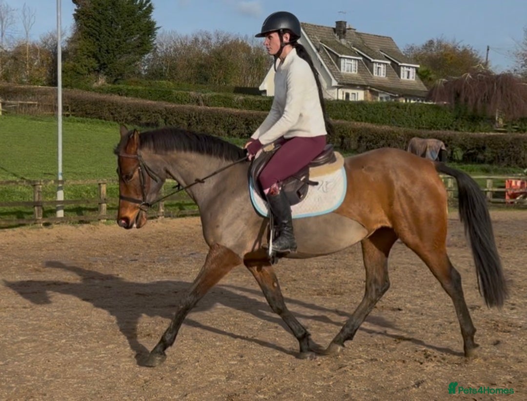 Other Breed horses for sale: Easy Allrounder  - Advert 11