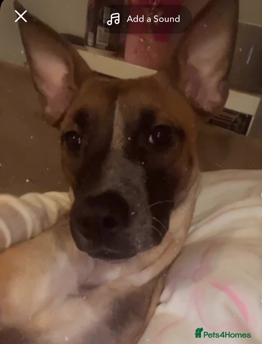 Mixed Breed dogs for sale: 4 pups - Advert 3