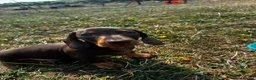 Miniature Dachshund dogs for sale: 1 kennel club miniature dachshund boy ready now in Maidstone - Advert 9