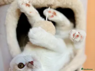 Scottish Fold cats Pedigree Adorable Scottish Fold Kittens - Advert 6