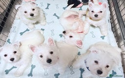 West Highland Terrier dogs for sale: Quality Westie Pups  - Image 4