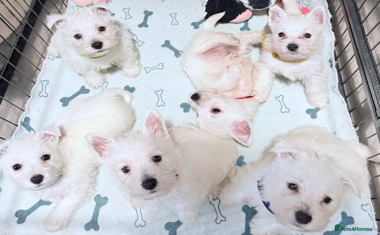 West Highland Terrier dogs - Advert 3