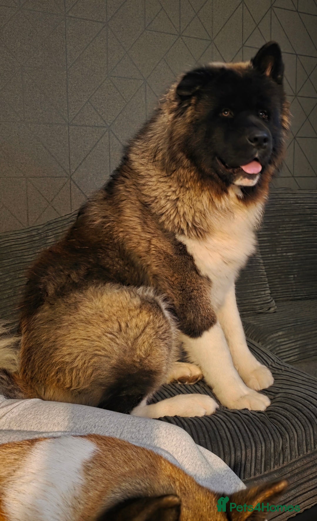 Akita dogs for sale: American akita puppies  - Advert 2