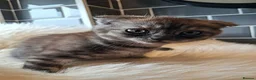 Scottish Fold cats for sale: ❤️Gorgeous Scottish Fold kitten-raised with love❤️ - Advert 14