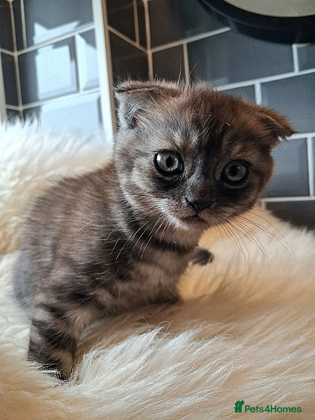 Scottish Fold cats for sale: ❤️Gorgeous Scottish Fold kitten-raised with love❤️ - Advert 14