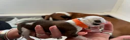 Boxer dogs for sale: Beautiful Boxer Puppies - Advert 14