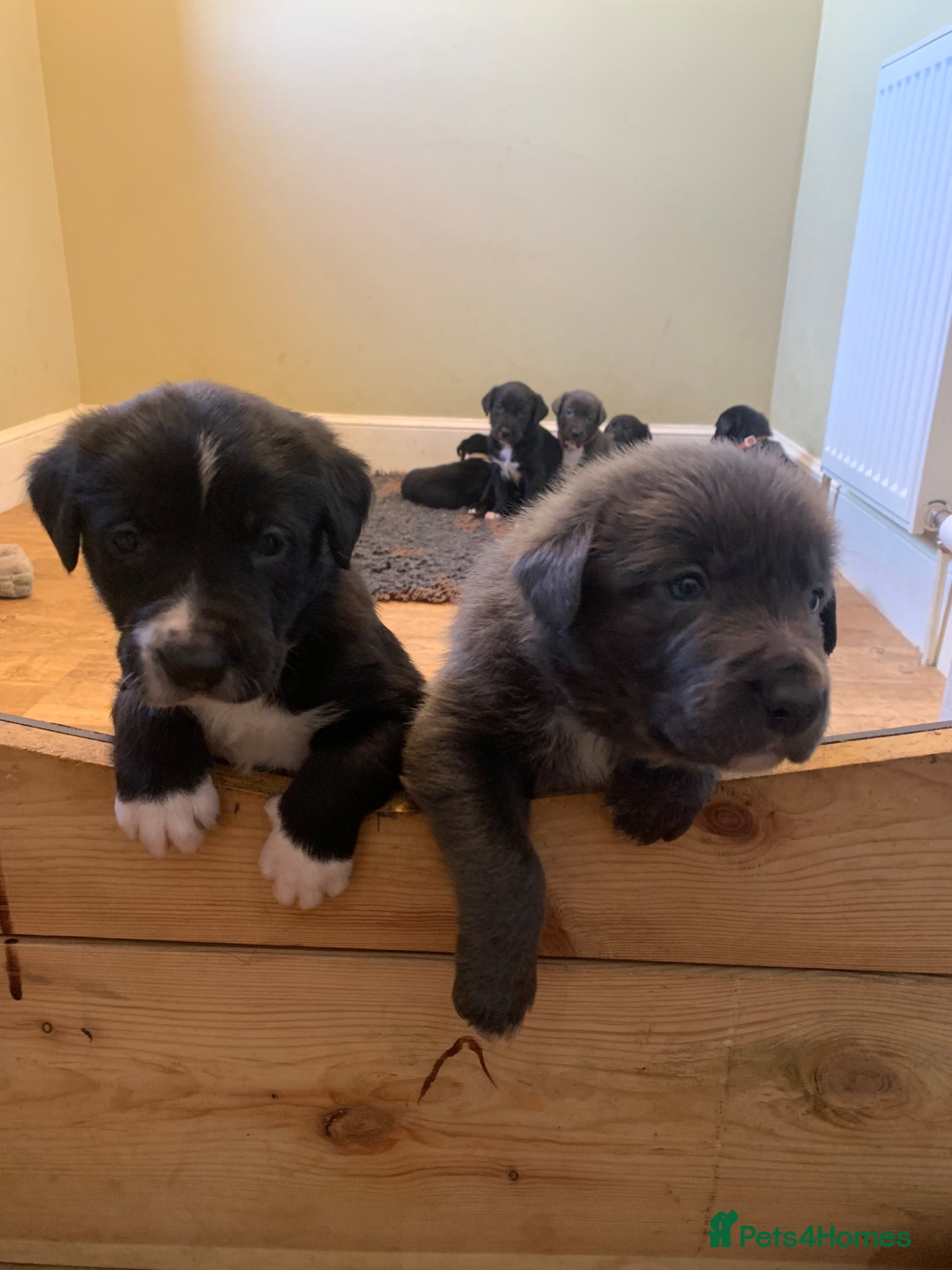 Mixed Breed dogs Huntaway x Border Collie puppies - Advert 4