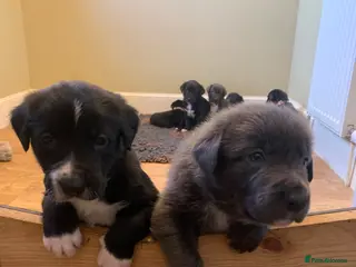Mixed Breed dogs Huntaway x Border Collie puppies - Advert 15